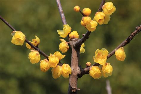 蠟梅花|蜡梅（蜡梅科蜡梅属植物）